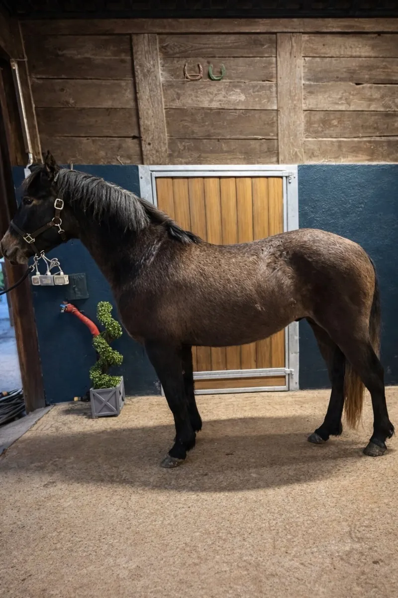 3 yr old Connemara Gelding - Image 1