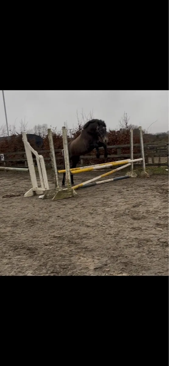 3 yr old Connemara Gelding - Image 2