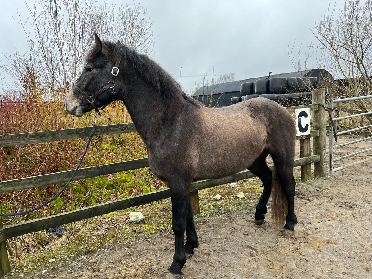 3 yr old Connemara Gelding - Image 3