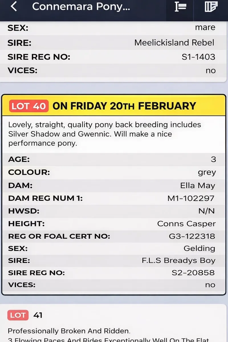 3 yr old Connemara Gelding - Image 4