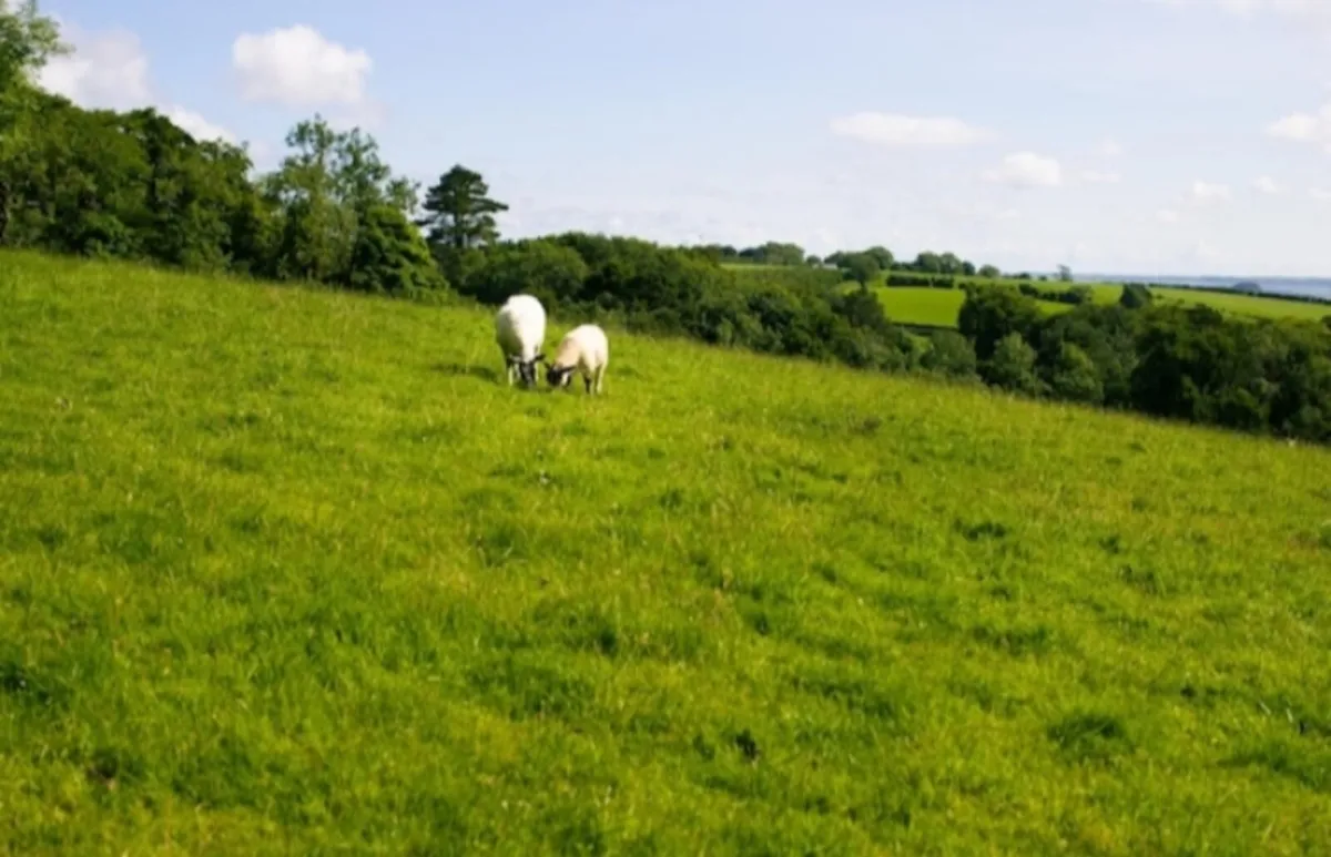 Import of Cattle Slurry Available