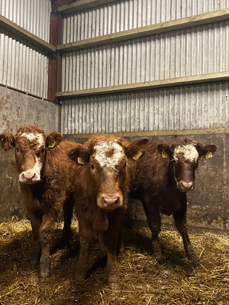 ⭐️3 super breading heifers⭐️ - Image 1