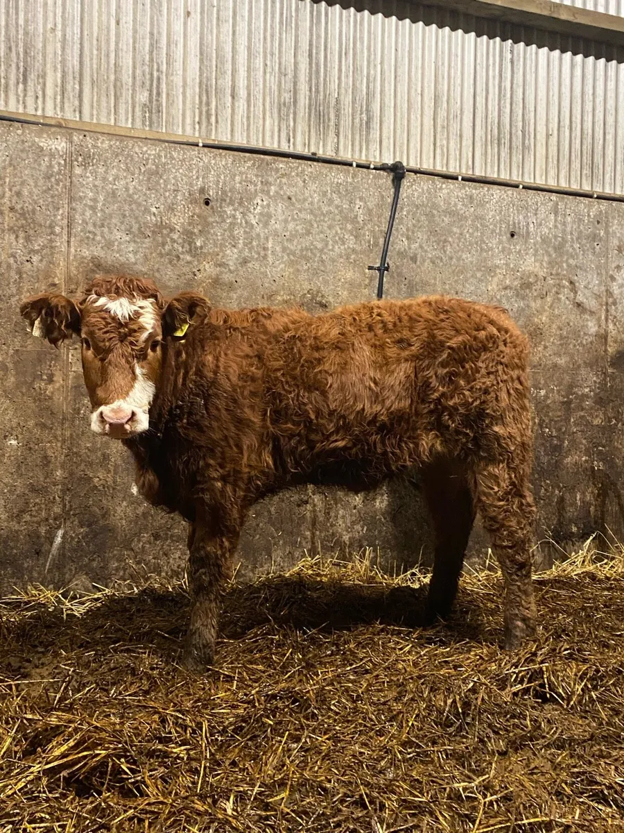 ⭐️3 super breading heifers⭐️ - Image 2