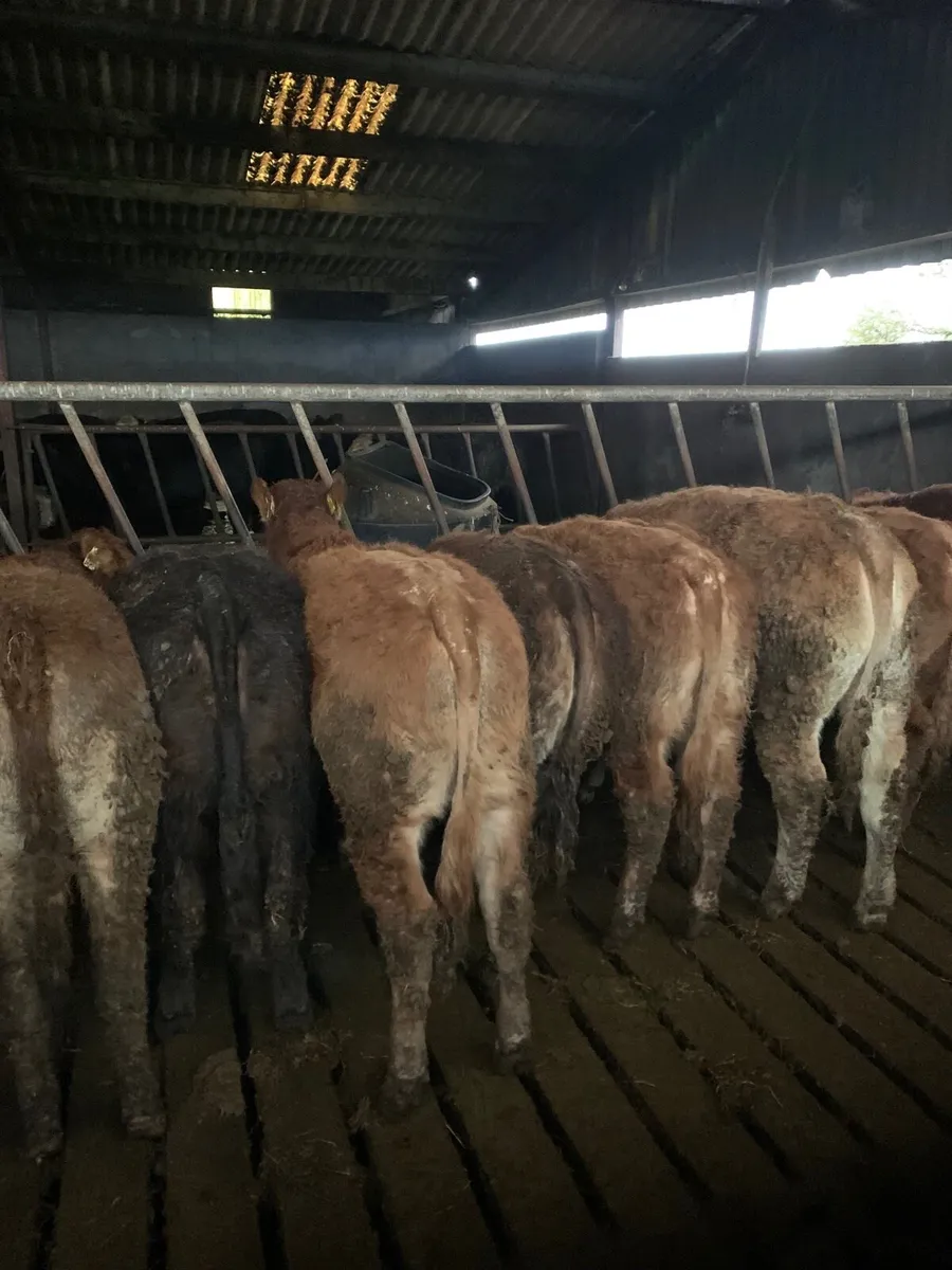 11 super Quality  LMX and Chx Heifers for sale - Image 1