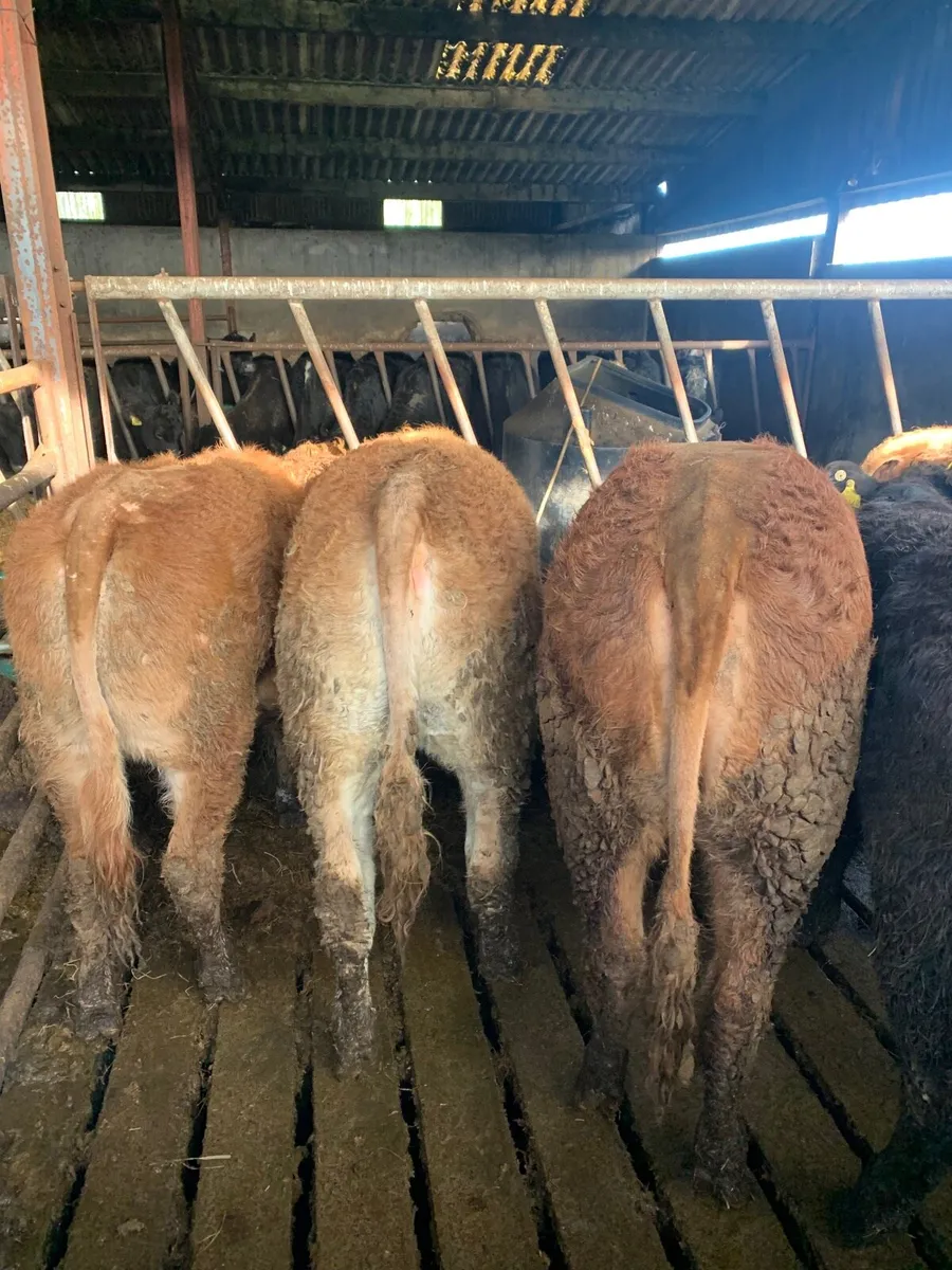 11 super Quality  LMX and Chx Heifers for sale - Image 4