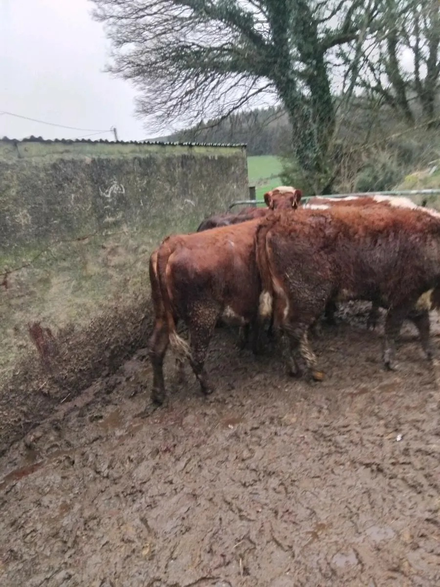 Hereford heifers - Image 4