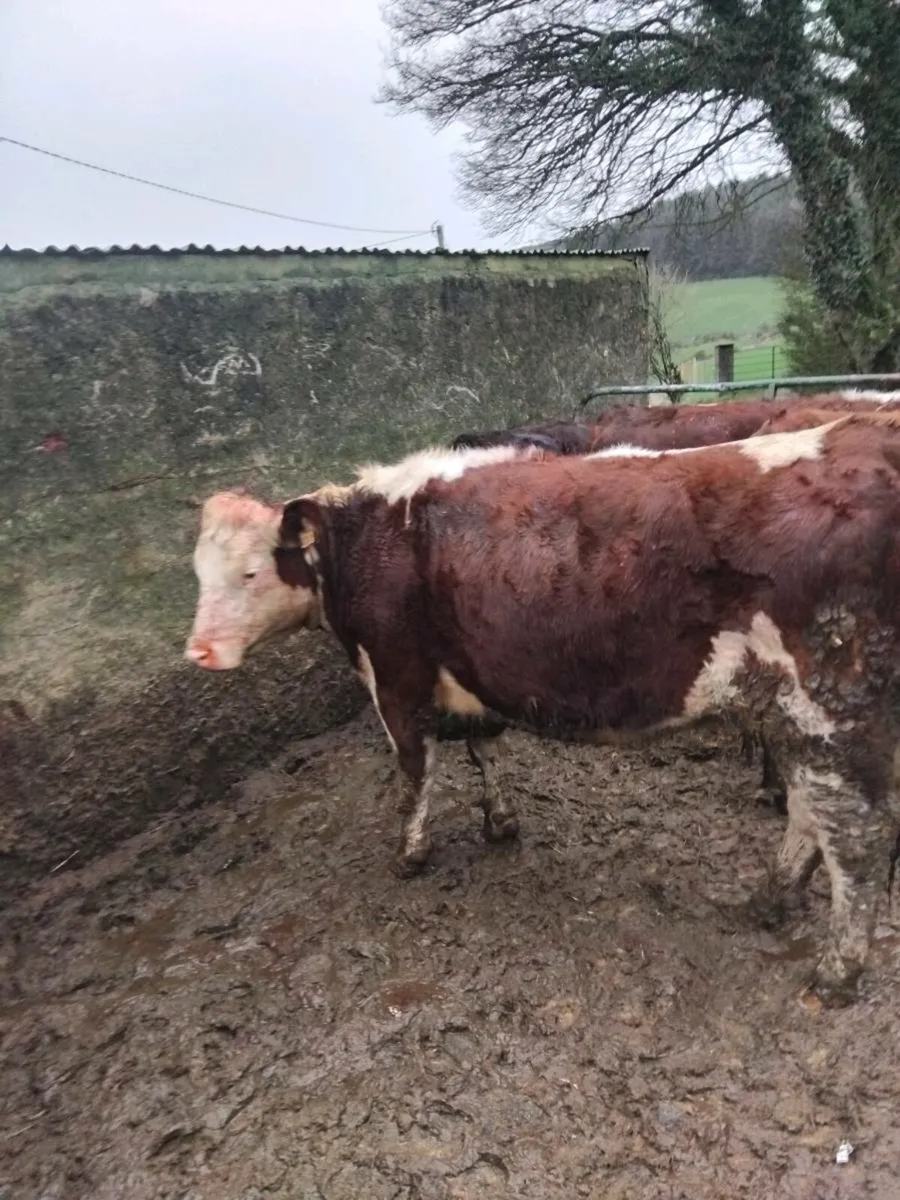 Hereford heifers - Image 2