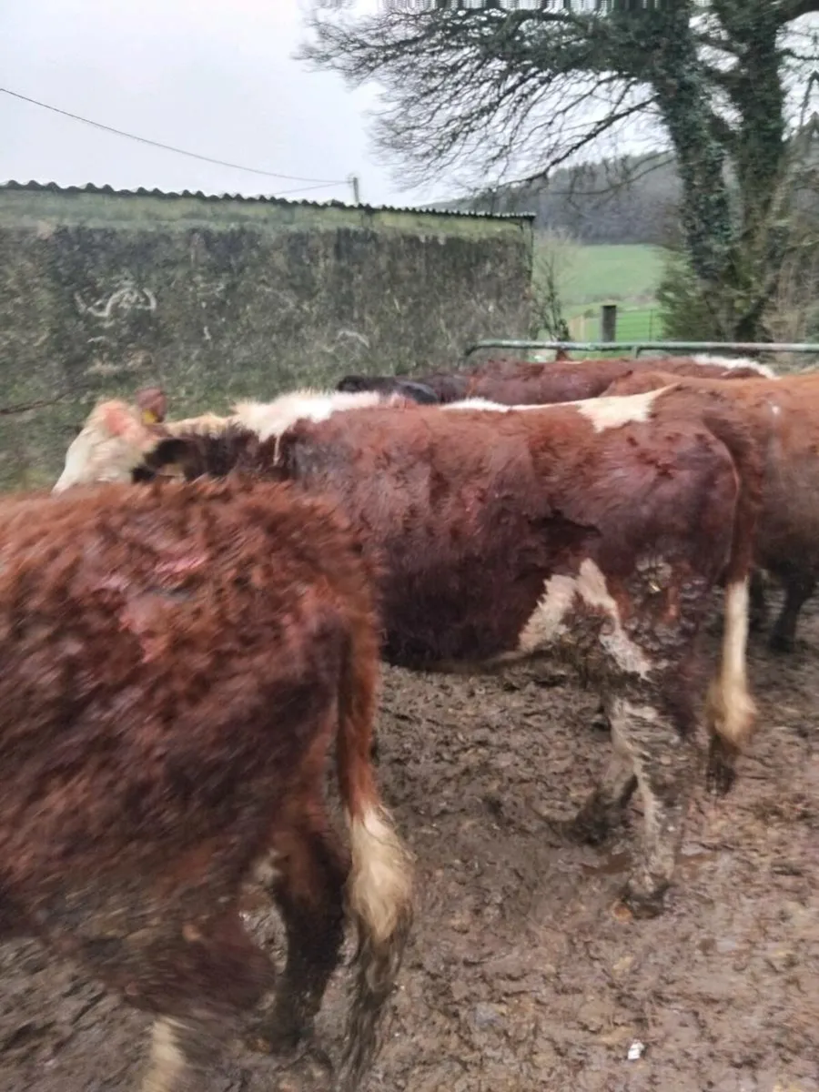 Hereford heifers - Image 3