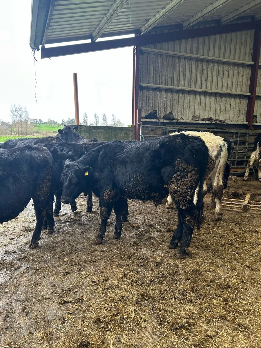 Bullocks - Image 2