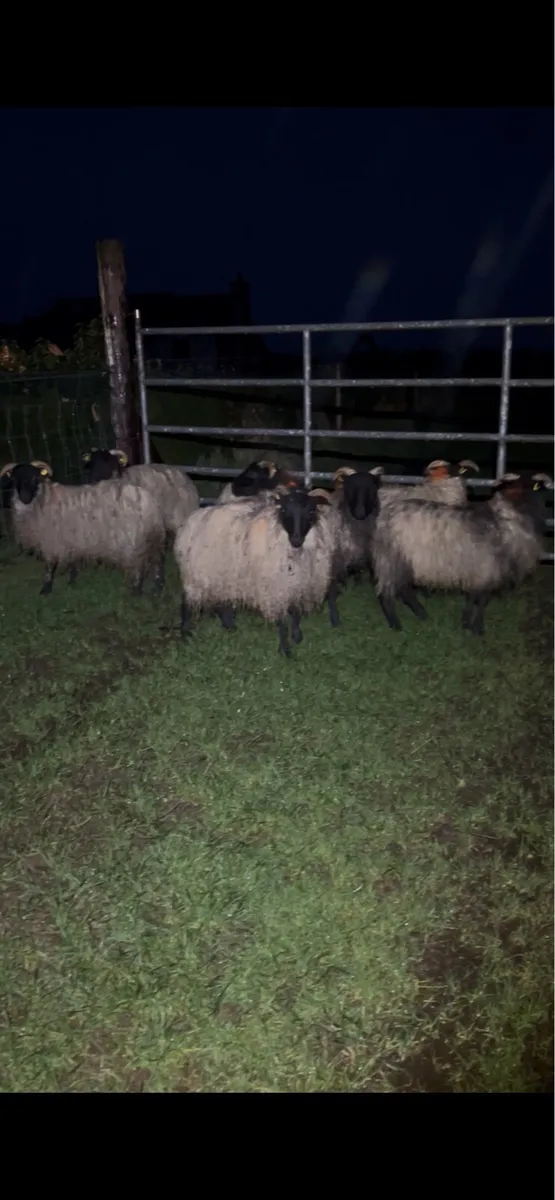 HORNED EWE LAMBS - Image 3