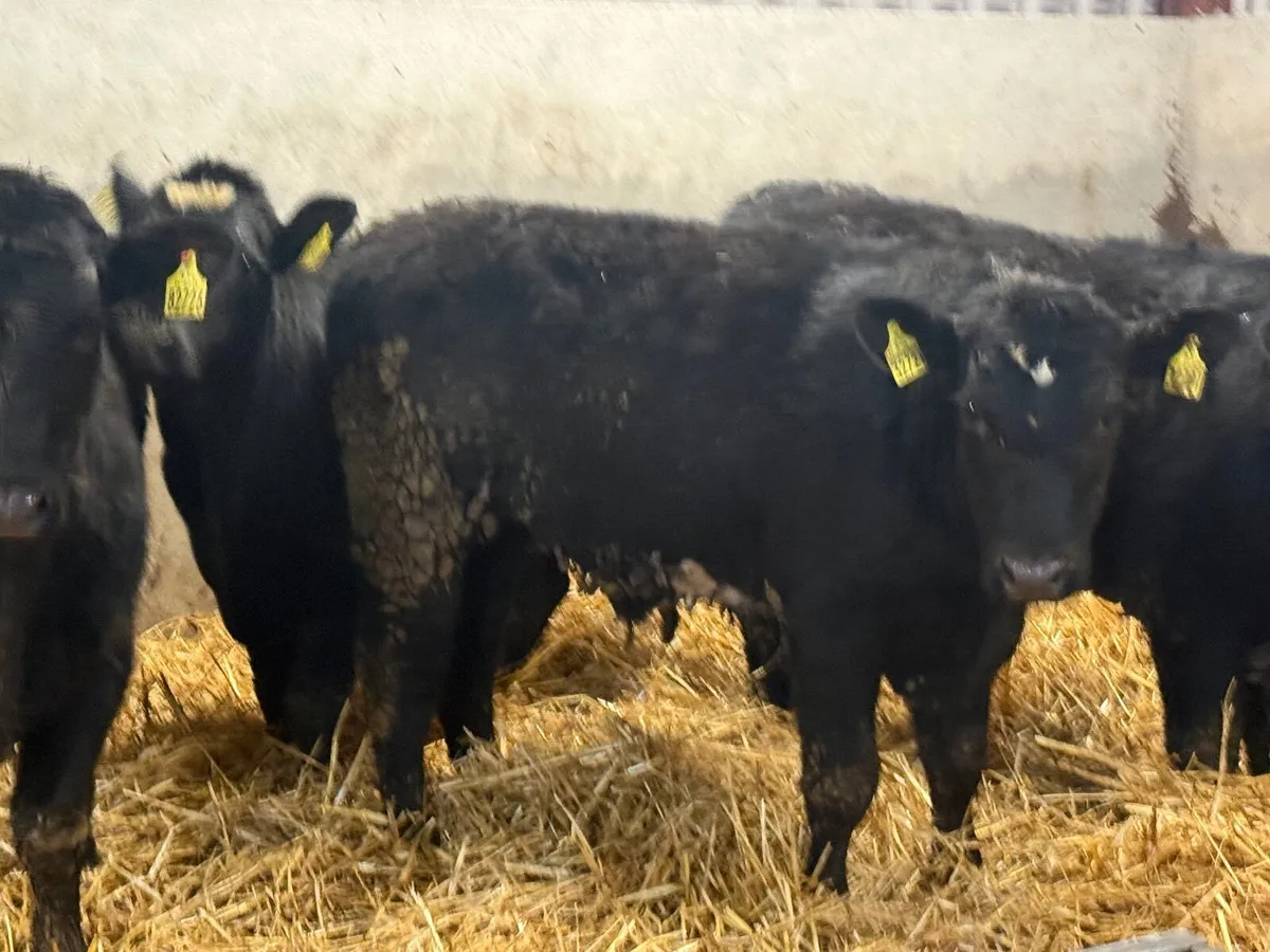 4 SUPER ABERDEEN ANGUS BULLOCKS ( 300KGS) - Image 1