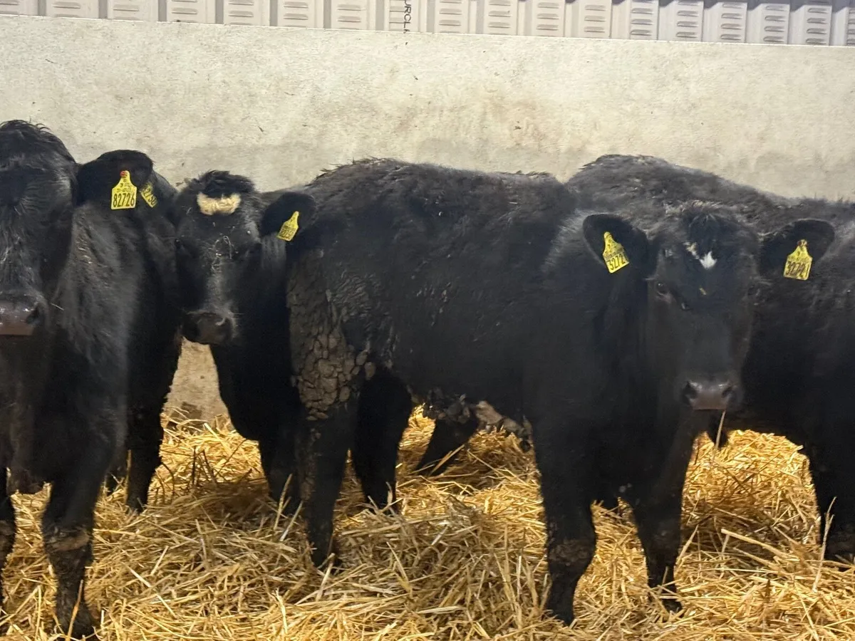 4 SUPER ABERDEEN ANGUS BULLOCKS ( 300KGS) - Image 2
