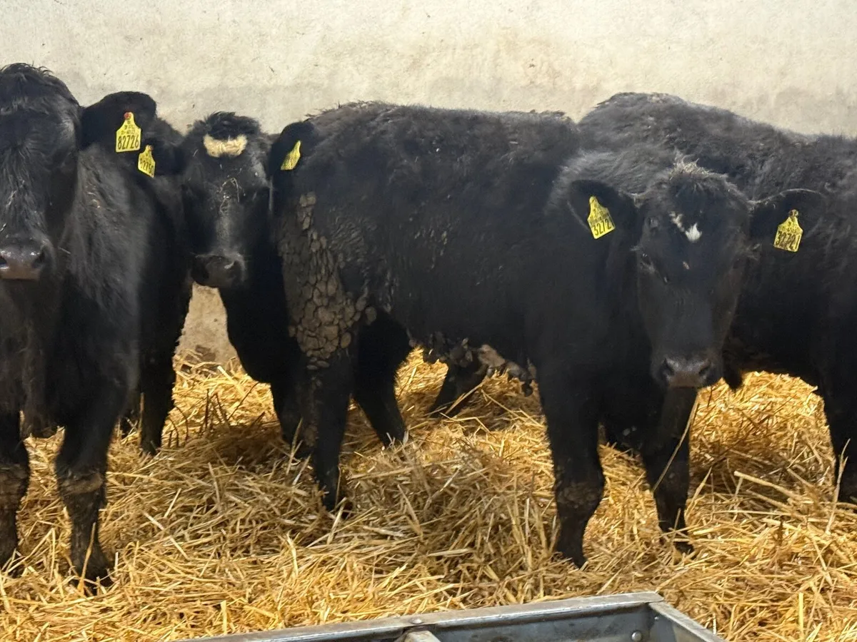 4 SUPER ABERDEEN ANGUS BULLOCKS ( 300KGS) - Image 3