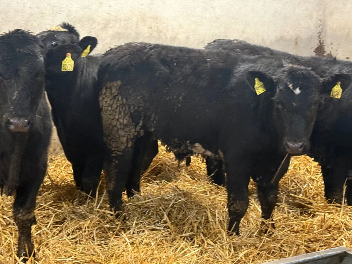 4 SUPER ABERDEEN ANGUS BULLOCKS ( 300KGS) - Image 4