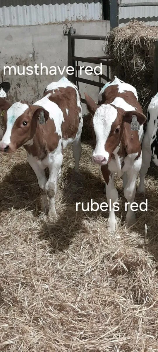 Pedigree heifers - Image 1