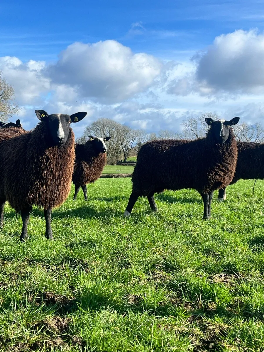 Quality Pedigree Registered Zwartble Ewe Hoggets - Image 2