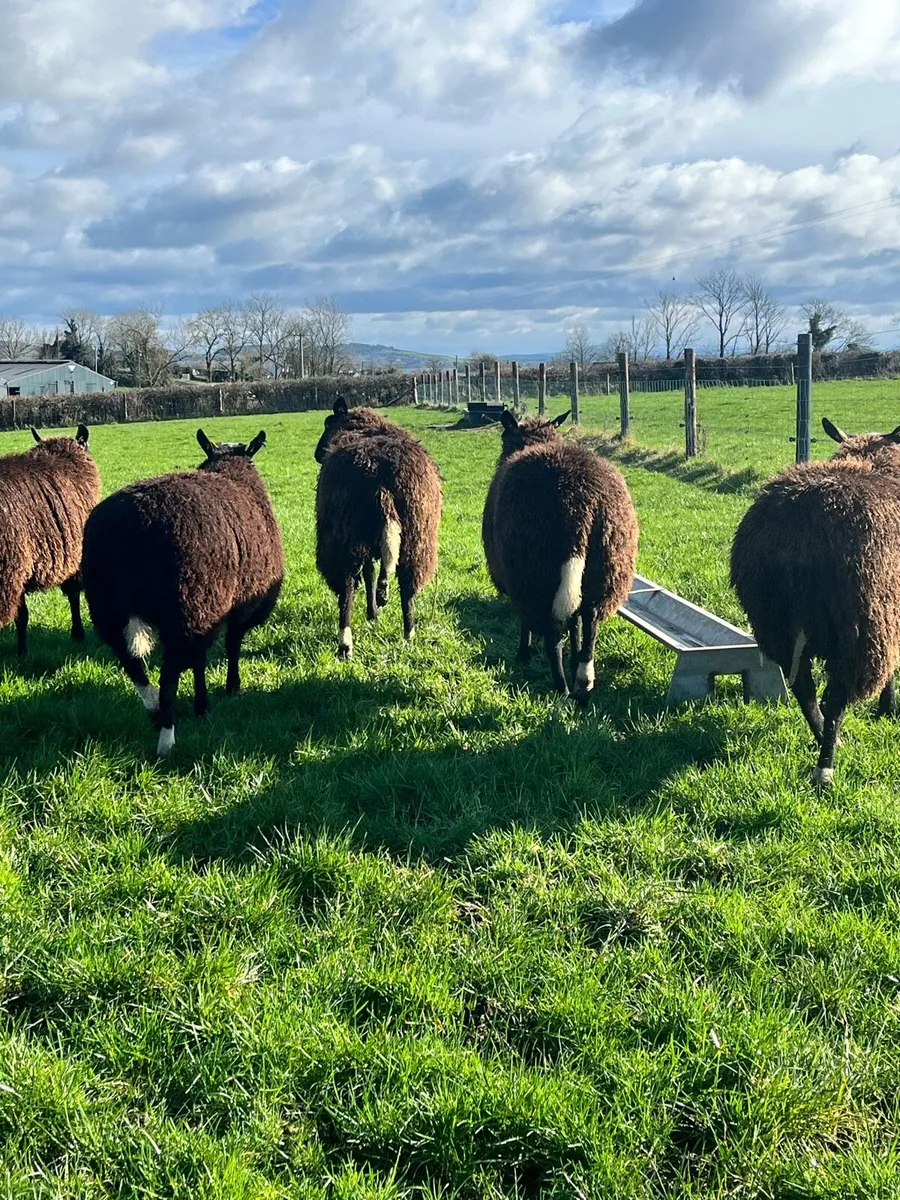 Quality Pedigree Registered Zwartble Ewe Hoggets - Image 4