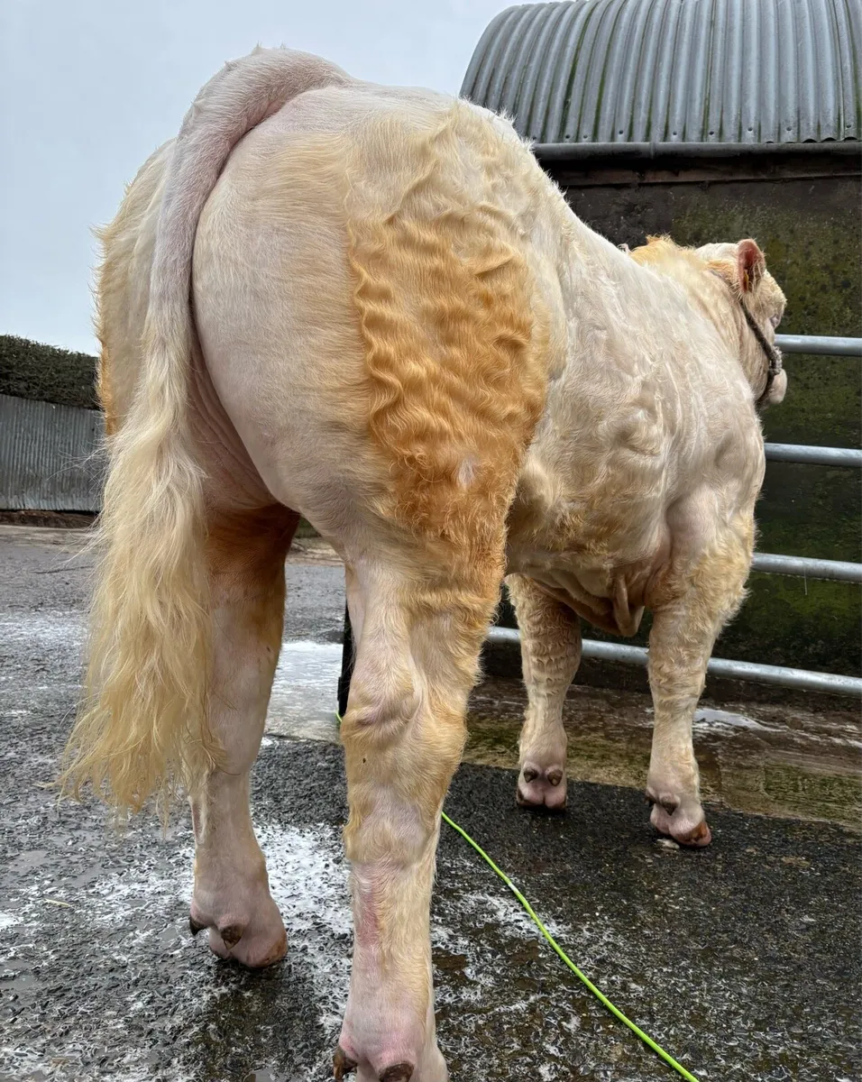 Charolais Bulls - Image 1