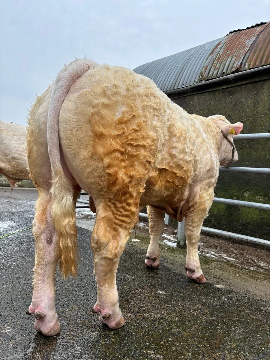 Charolais Bulls - Image 2