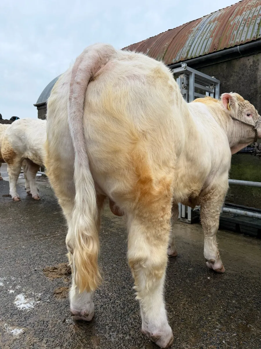 Charolais Bulls - Image 4