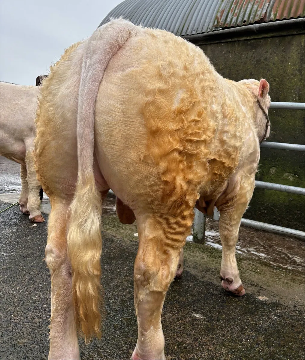 Charolais Bulls - Image 3