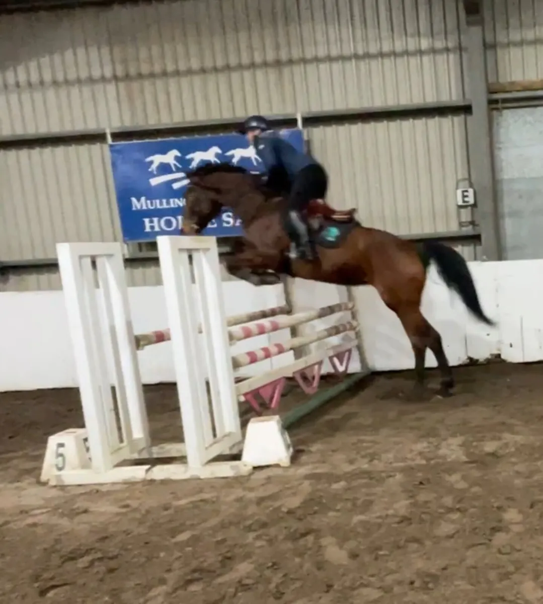 9yr old 17hh mare by Quicksilver! - Image 1