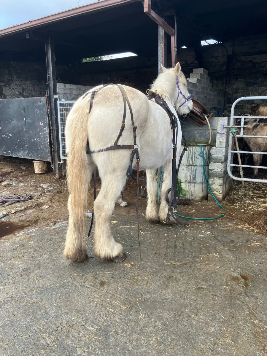 Driving Mare - Image 2