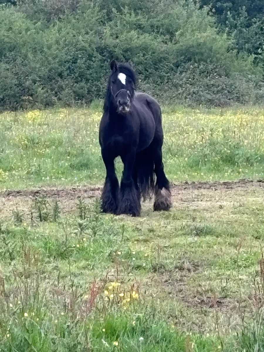 Cob mare - Image 2