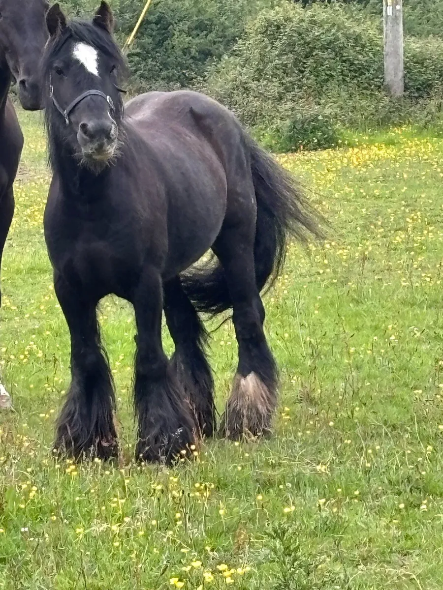 Cob mare - Image 3