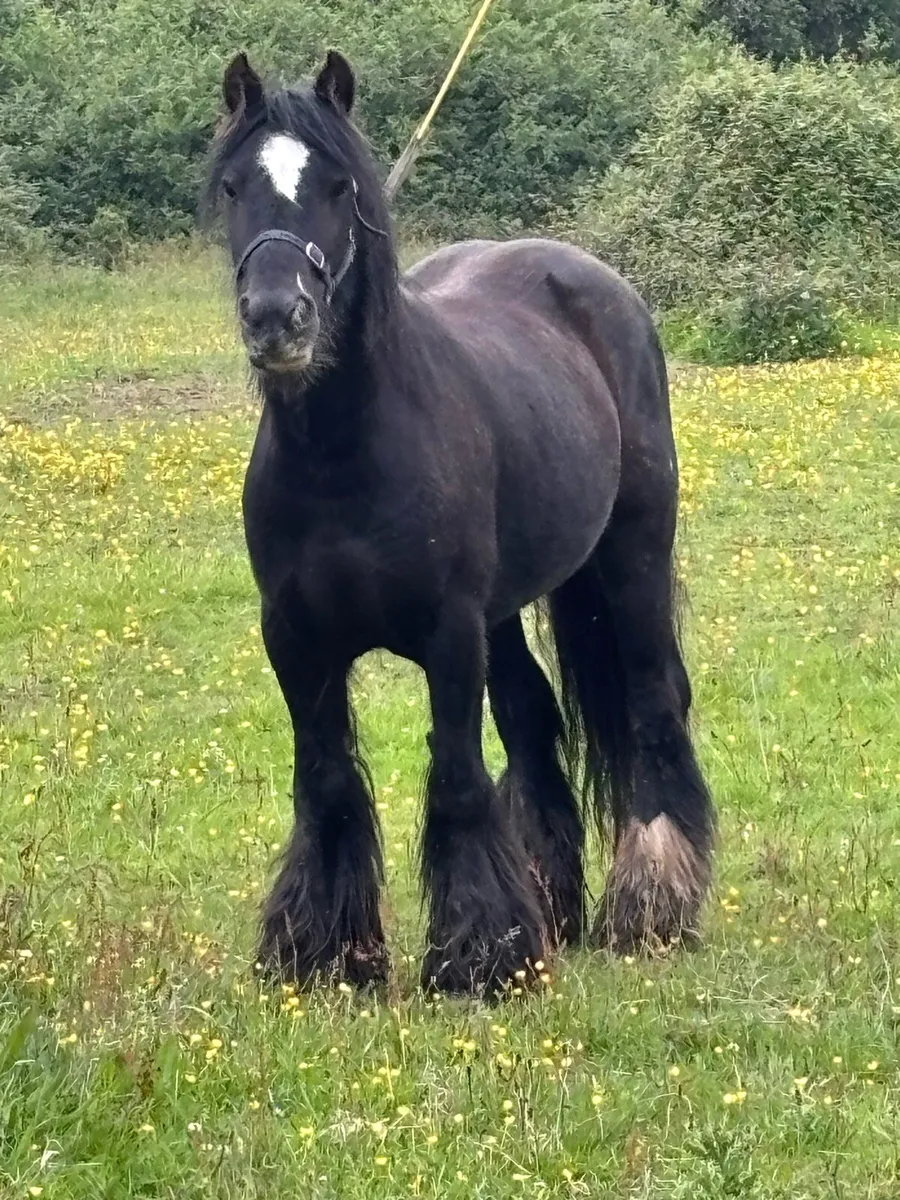 Cob mare - Image 1