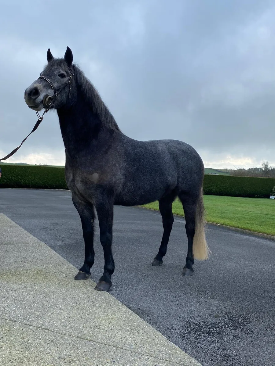 For Sale Connemara Filly - Image 2