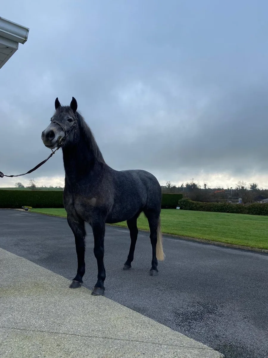 For Sale Connemara Filly - Image 1