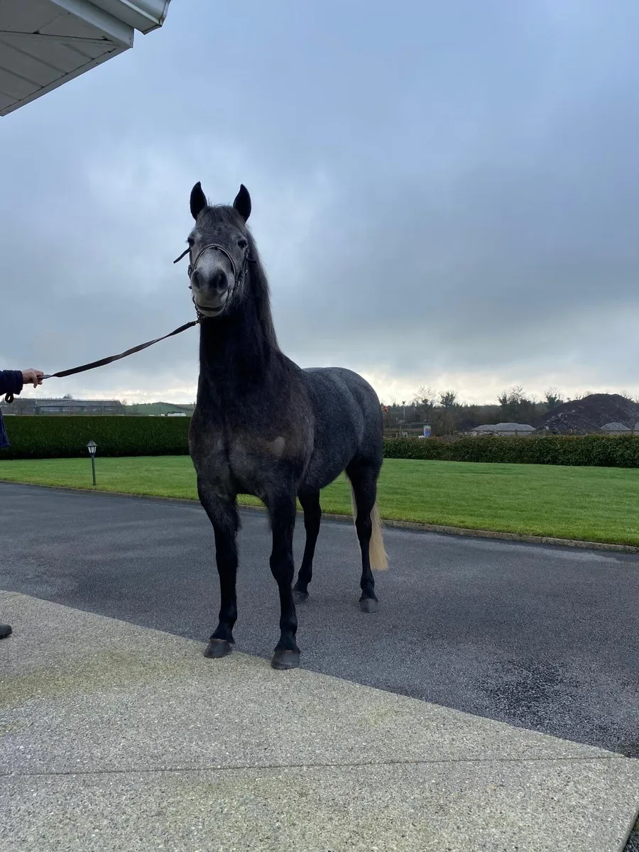 For Sale Connemara Filly - Image 3