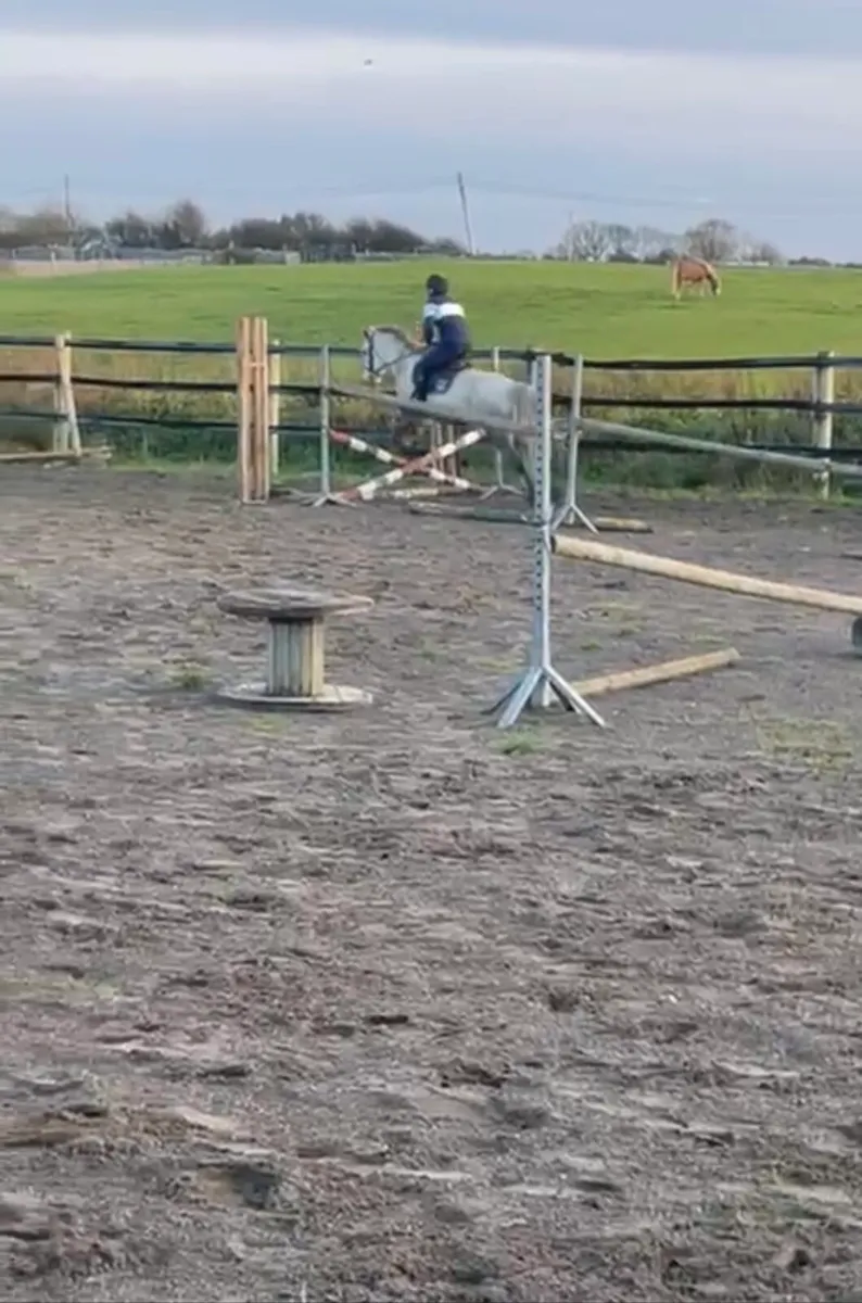 Broken and ridden Connemara mare - Image 4