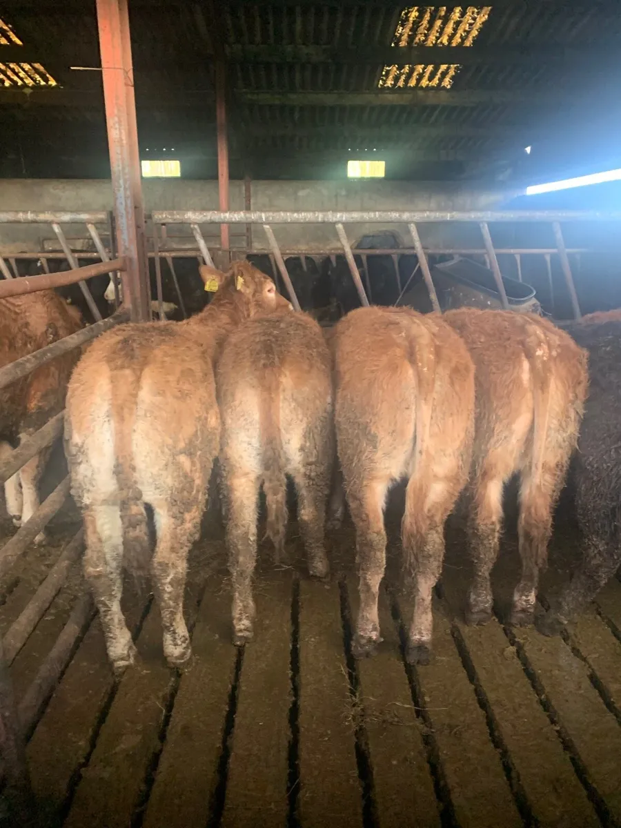 11 super Quality  LMX  Heifers for sale - Image 1
