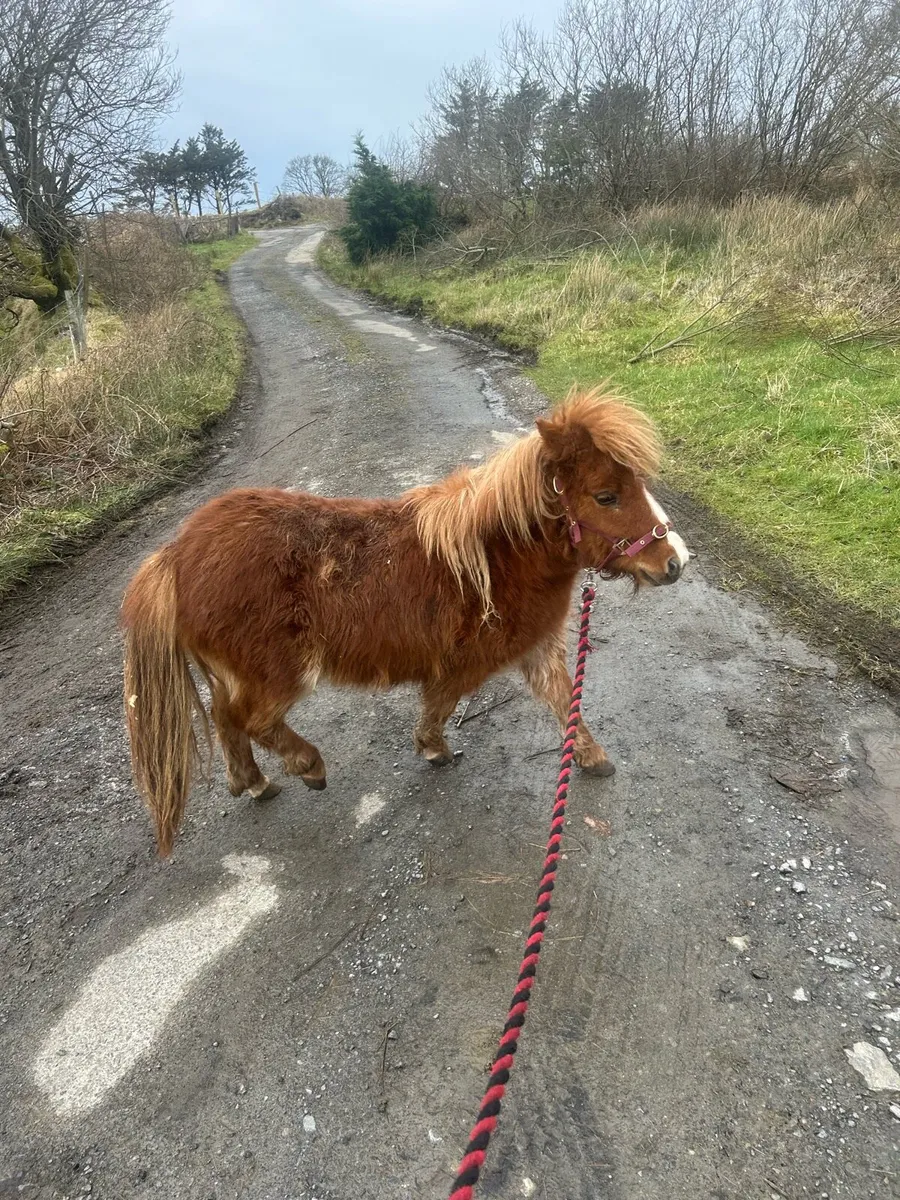 2 fillys both 2 year old - Image 1