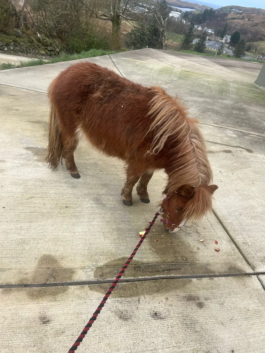 2 fillys both 2 year old - Image 4