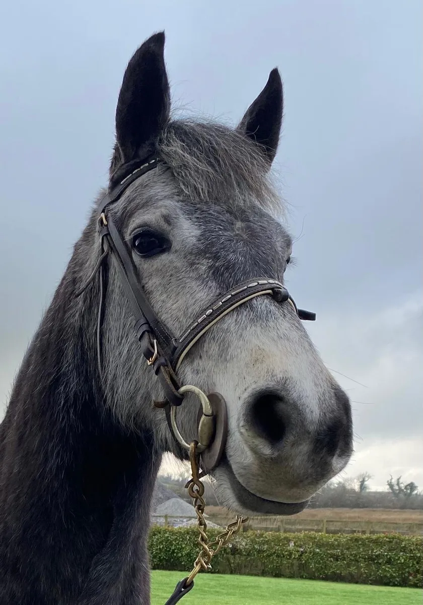 For Sale Connemara Filly - Image 4