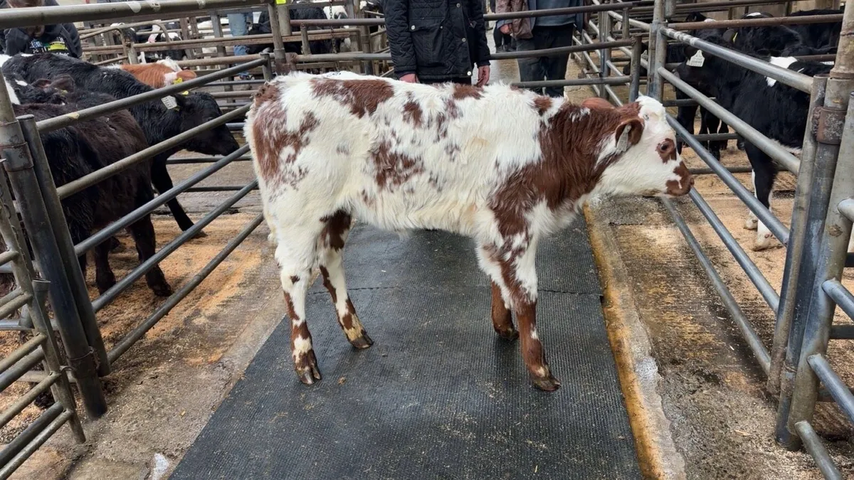 Carnaross Mart calf sale - Image 1