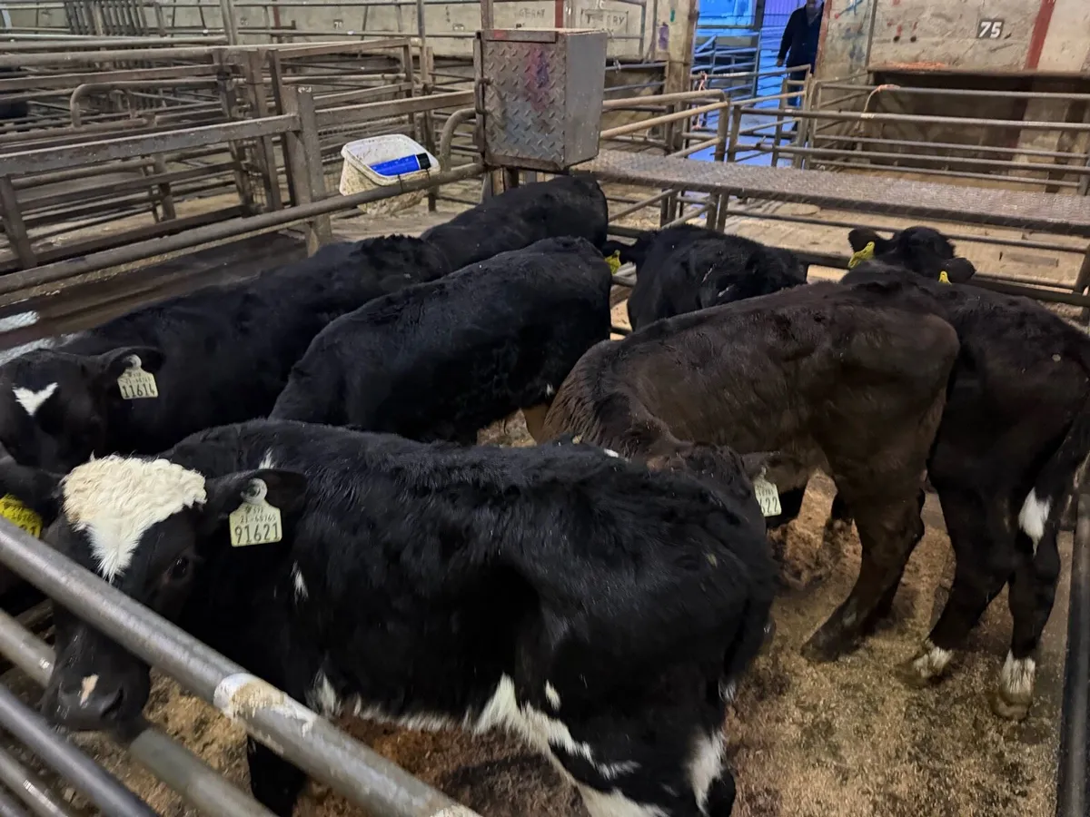 Carnaross Mart calf sale - Image 3