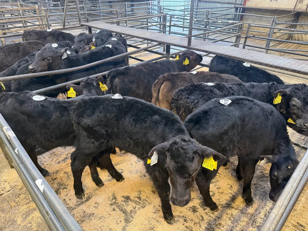 Carnaross Mart calf sale - Image 4