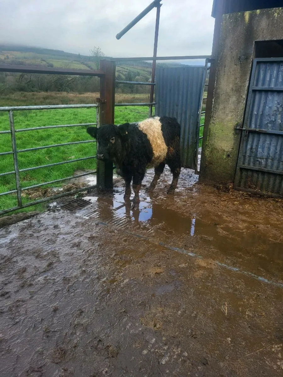 Galloway heifer - Image 1