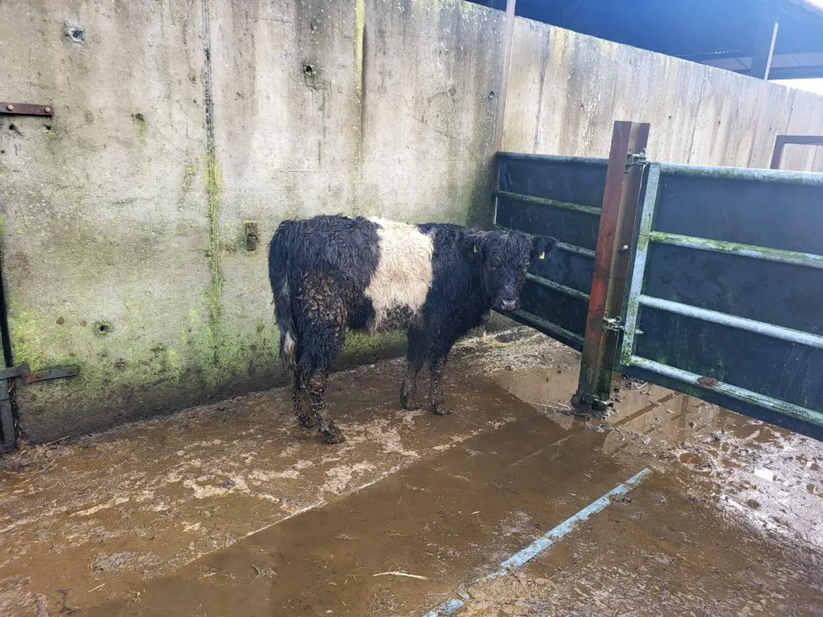 Galloway heifer - Image 2