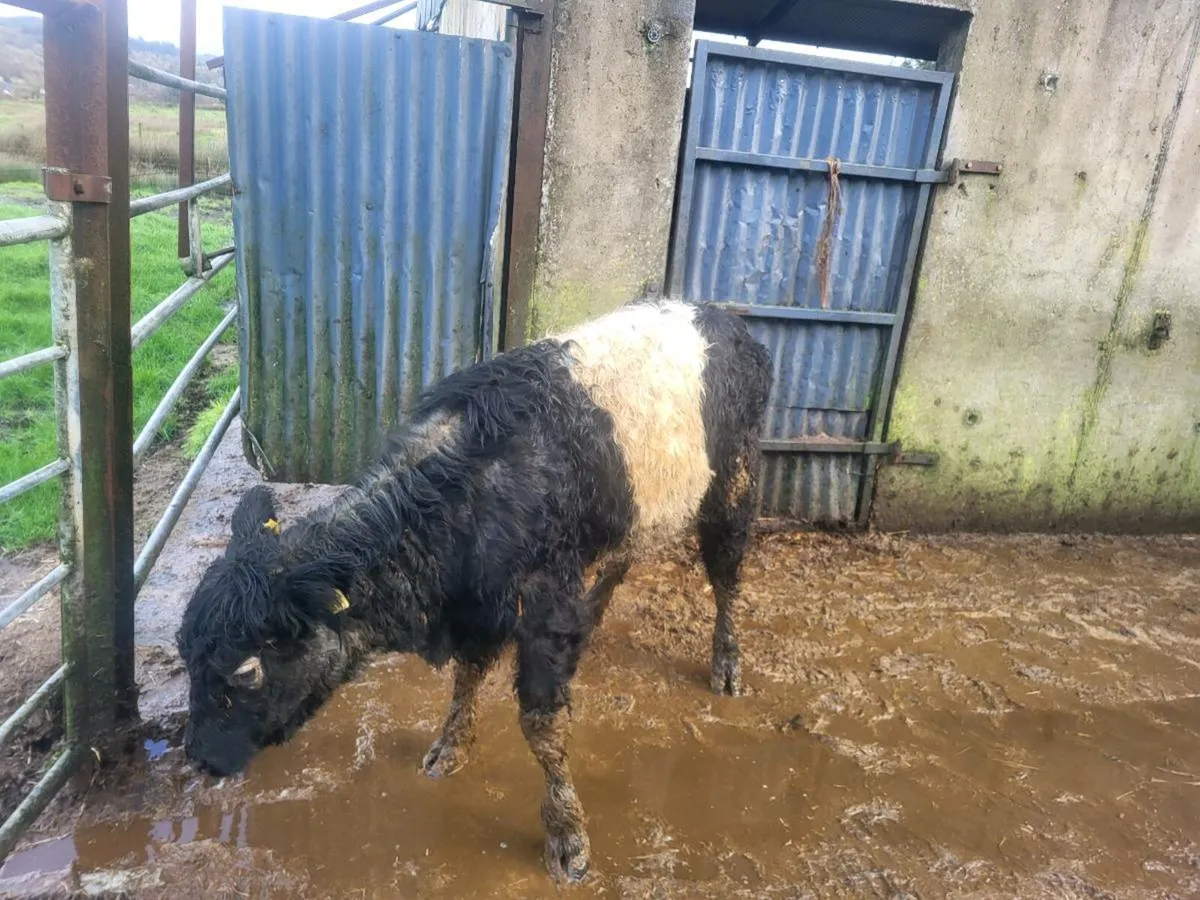 Galloway heifer - Image 4