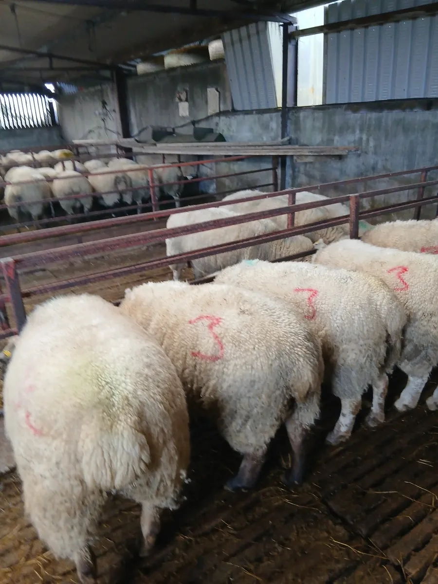 Sheep - Image 2
