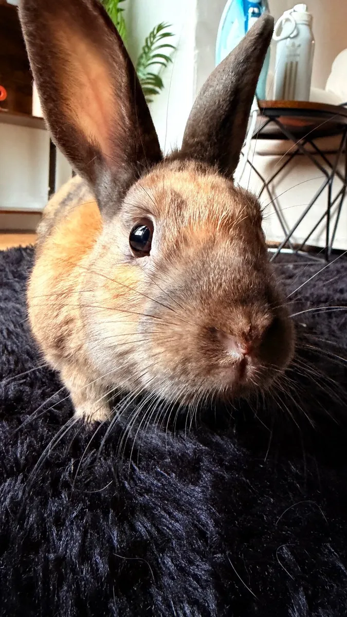 Bunny needs a new home (free) - Image 2