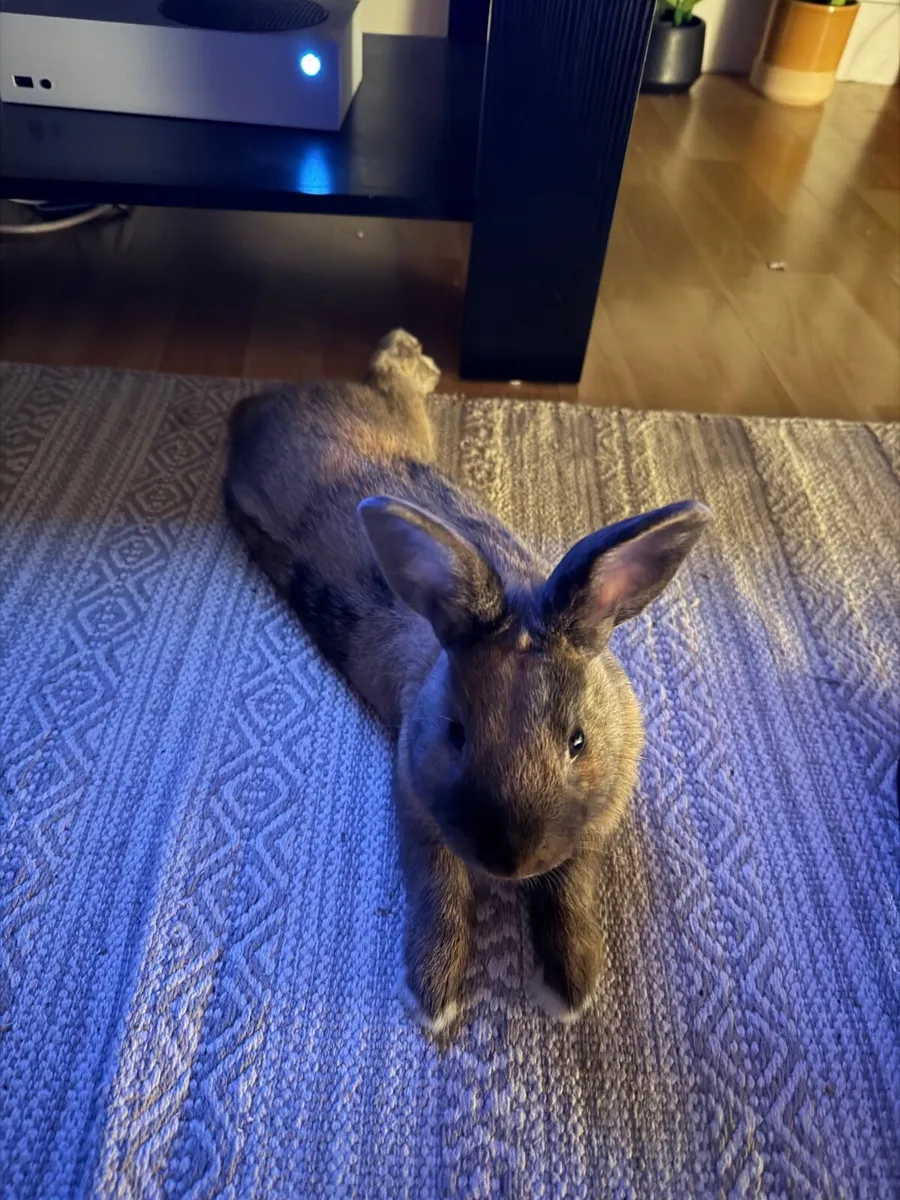 Bunny needs a new home (free) - Image 3