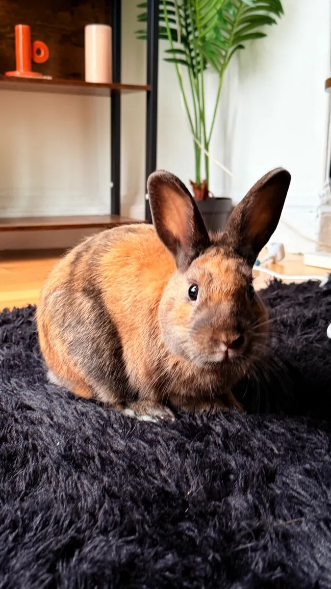 Bunny needs a new home (free) - Image 1