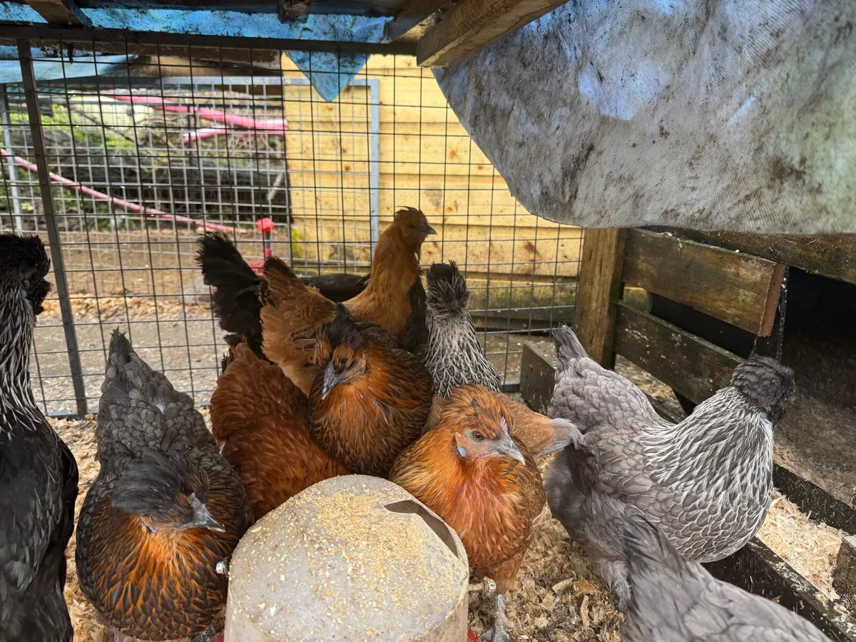 Point of lay Hybrid silkie poulets - Image 2