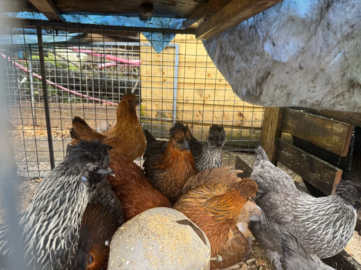 Point of lay Hybrid silkie poulets - Image 3